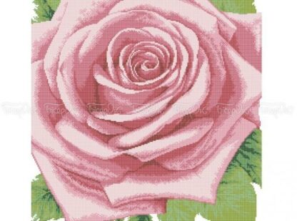Rosa - regina di fiori